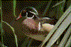 Click on thumbnail to view a full-size image