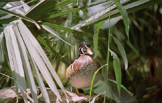 Wood Duck