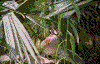 Click on thumbnail to view a full-size image