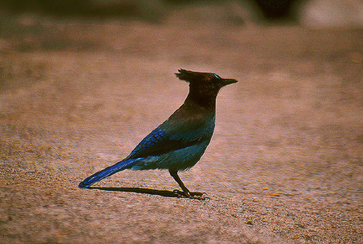 Steller's Jay, Yosemite