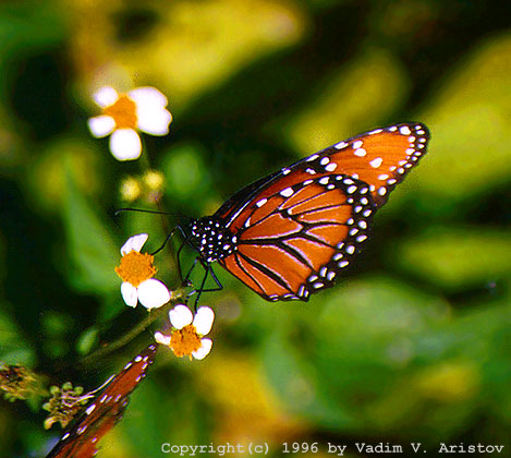 Monarch Butterfly, Everglades