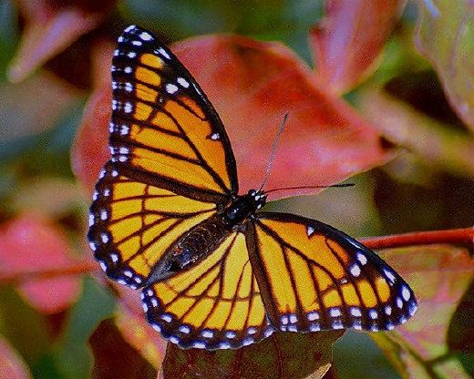 Viceroy Butterfly, Ohio
