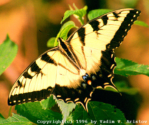 Eastern Tiger Swallowtail, Mammoth Cave