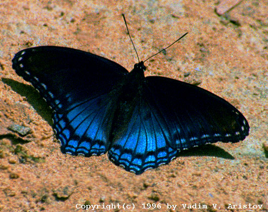 Eastern Tiger Swallowtail, Mammoth Cave