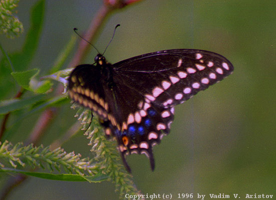 Eastern Black Swallowtail, Michigan