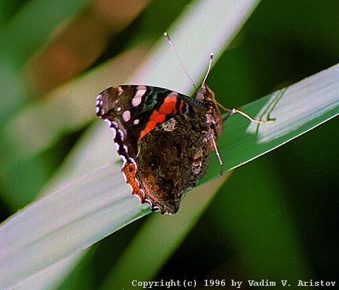 Butterfly, Ohio
