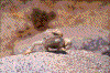 Click on thumbnail to view a full-size image