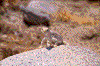 Click on thumbnail to view a full-size image
