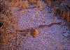 Click on thumbnail to view a full-size image