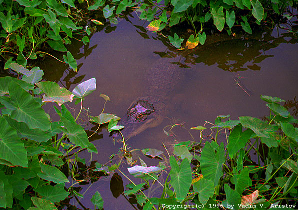 Preying, Everglades