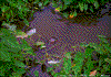 Click on thumbnail to view a full-size image
