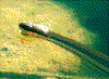 Click on thumbnail to view a full-size image