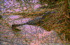 Click on thumbnail to view a full-size image