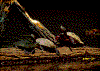 Click on thumbnail to view a full-size image
