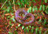 Click on thumbnail to view a full-size image