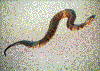 Click on thumbnail to view a full-size image
