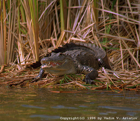 Show of the Fury, Everglades