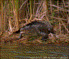 Click on thumbnail to view a full-size image