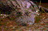 Click on thumbnail to view a full-size image