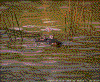 Click on thumbnail to view a full-size image