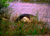 Click on thumbnail to view a full-size image