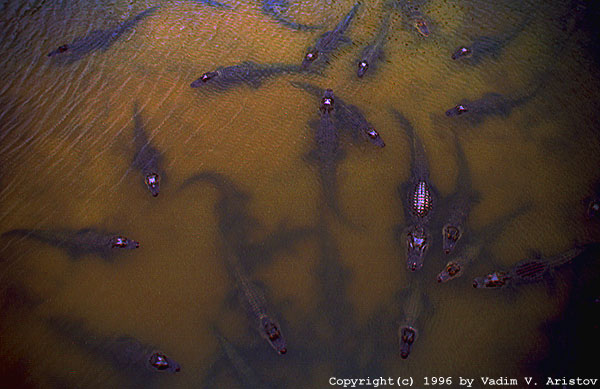 A friendly company, Everglades