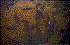 Click on thumbnail to view a full-size image
