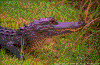 Click on thumbnail to view a full-size image