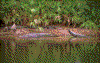 Click on thumbnail to view a full-size image