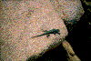 Click on thumbnail to view a full-size image