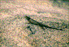 Click on thumbnail to view a full-size image