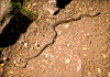 Click on thumbnail to view a full-size image