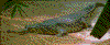 Click on thumbnail to view a full-size image