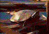 Click on thumbnail to view a full-size image