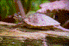 Click on thumbnail to view a full-size image