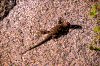 Click on thumbnail to view a full-size image