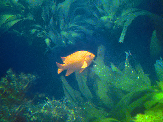 Garibaldi, Catalina Island