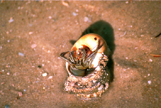 Hermit crab, North Carolina