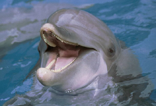 Smiling dolphin