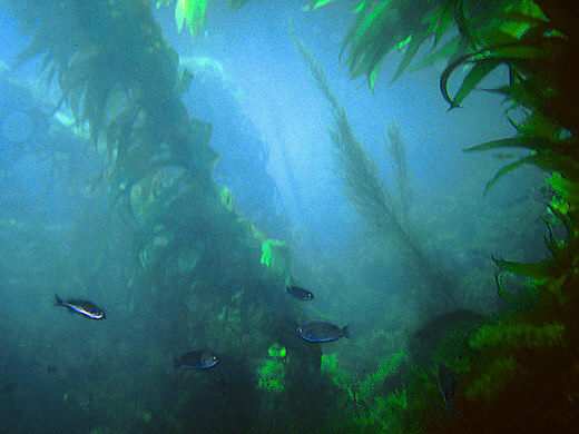 Kelp Forest, Catalina Island