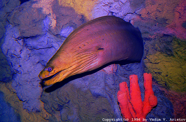 Moray Eel