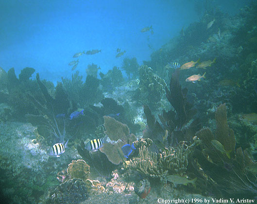 Underwater Gardens, Florida