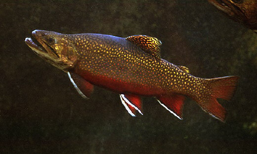 Trout