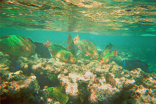 School of Parrotfish, Florida