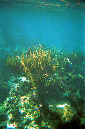 Coral Reef, Florida