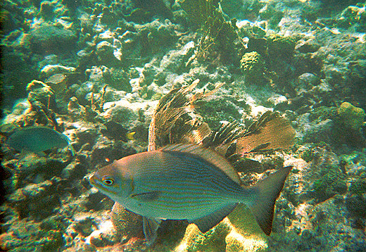 Coral Reef, Florida