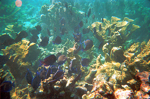 Coral Reef, Florida