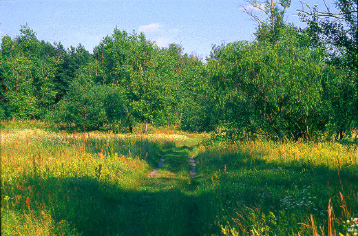 Meadow on the Hydropark Island