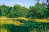 Click on thumbnail to view a full-size image