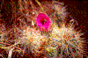 Click on thumbnail to view a full-size image